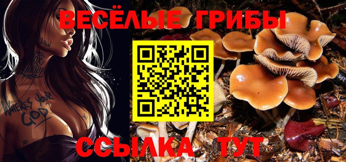 Псилоцибиновые грибы Psilocybine cubensis Коммунар